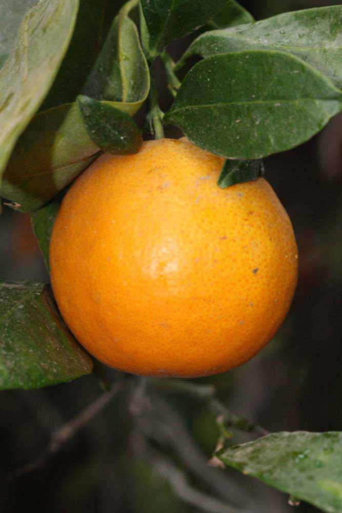            Fruit (Riverside, CA)   